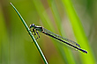 07/2021 (W) Hufeisen Azurjungfer