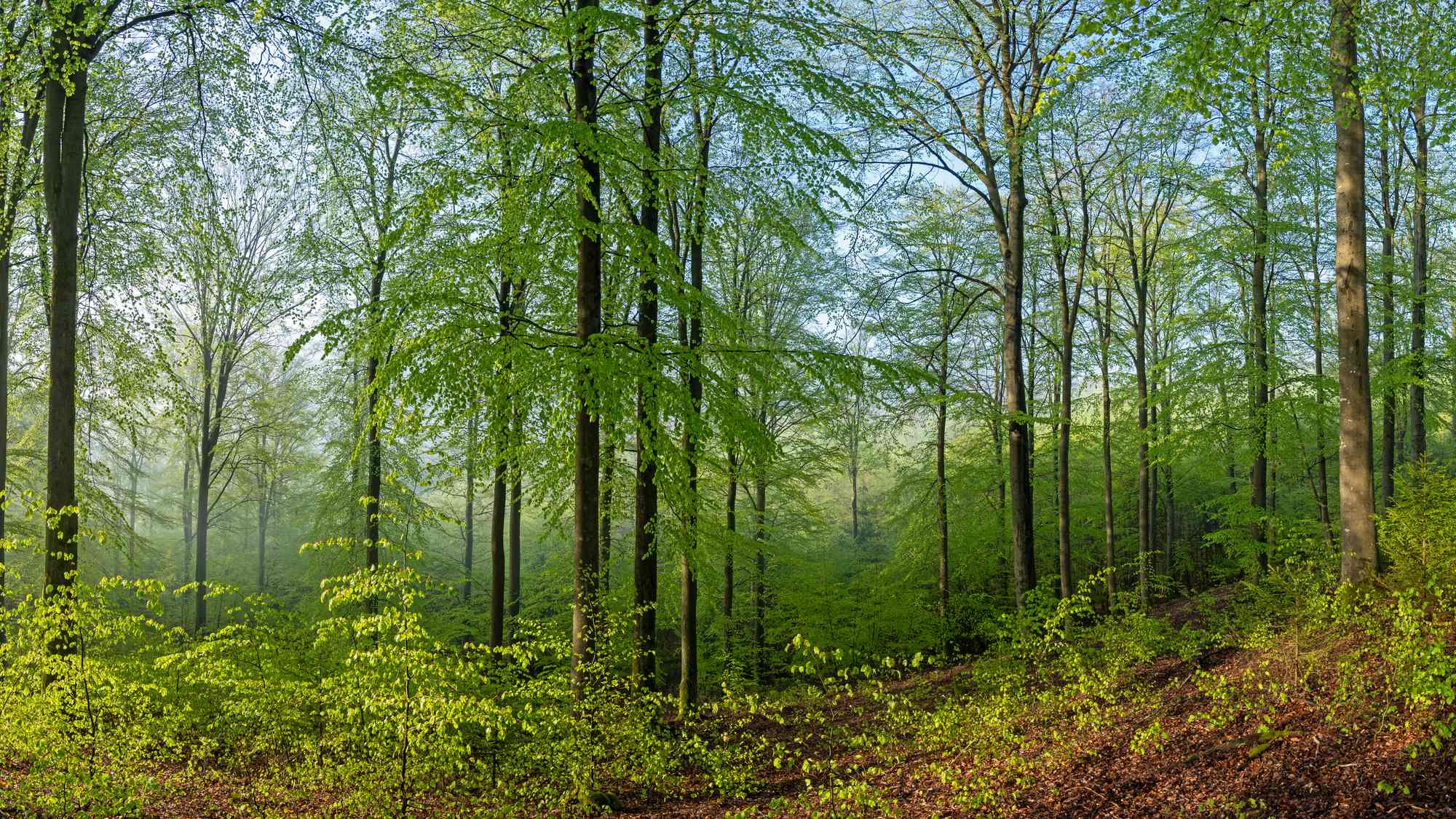 Mai (Forum für Naturfotografen)