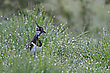 Wachsamer Altvogel