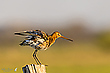 Uferschnepfe auf Wiesenpfahl