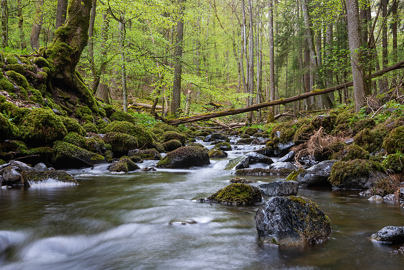 Urwald der Zukunft