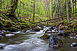 Urwald der Zukunft
