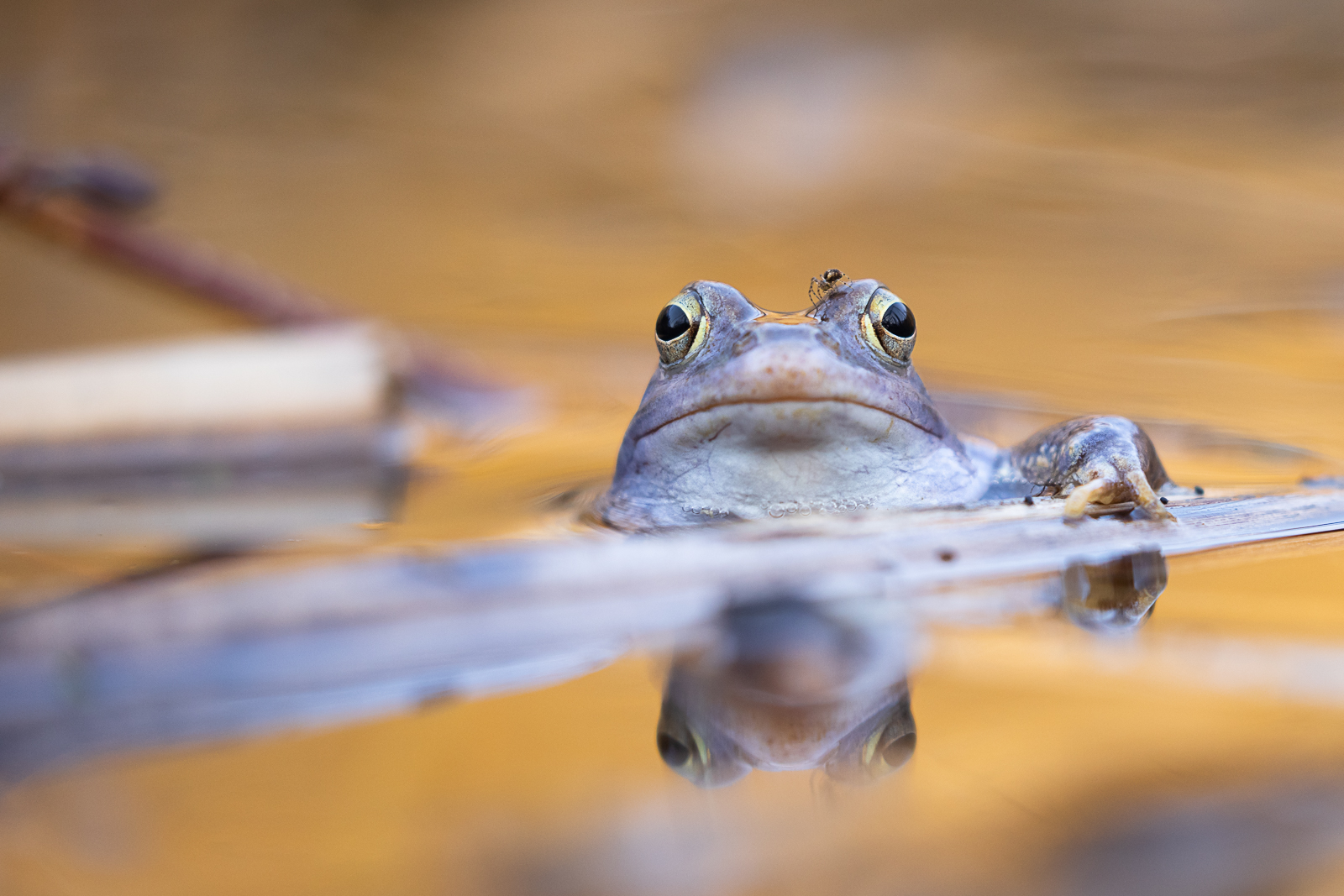 Die Spinne und der Moorfrosch