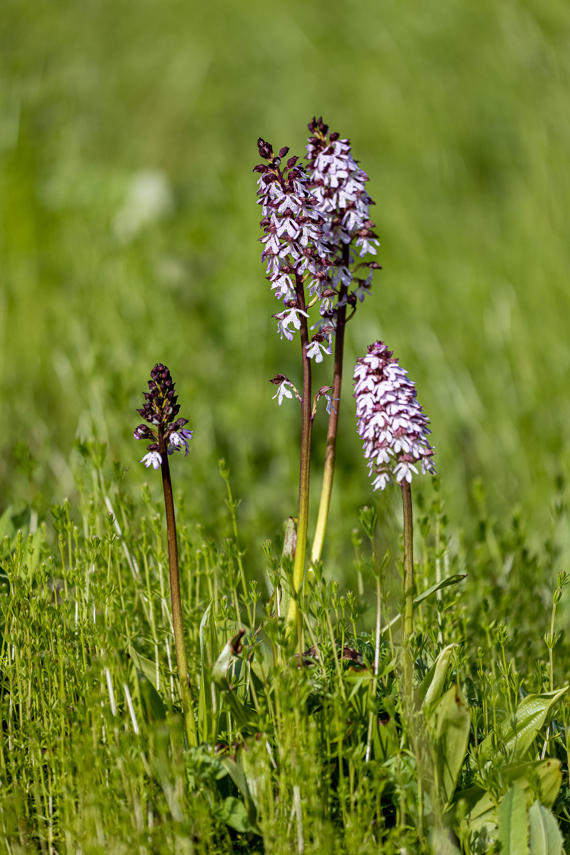 Orchis purpurea