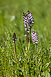 Orchis purpurea
