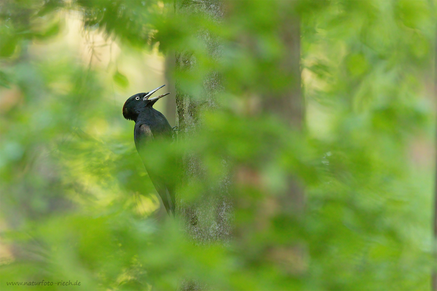 Der Schwarze im Grün