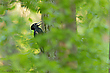 Der Schwarze im Grün
