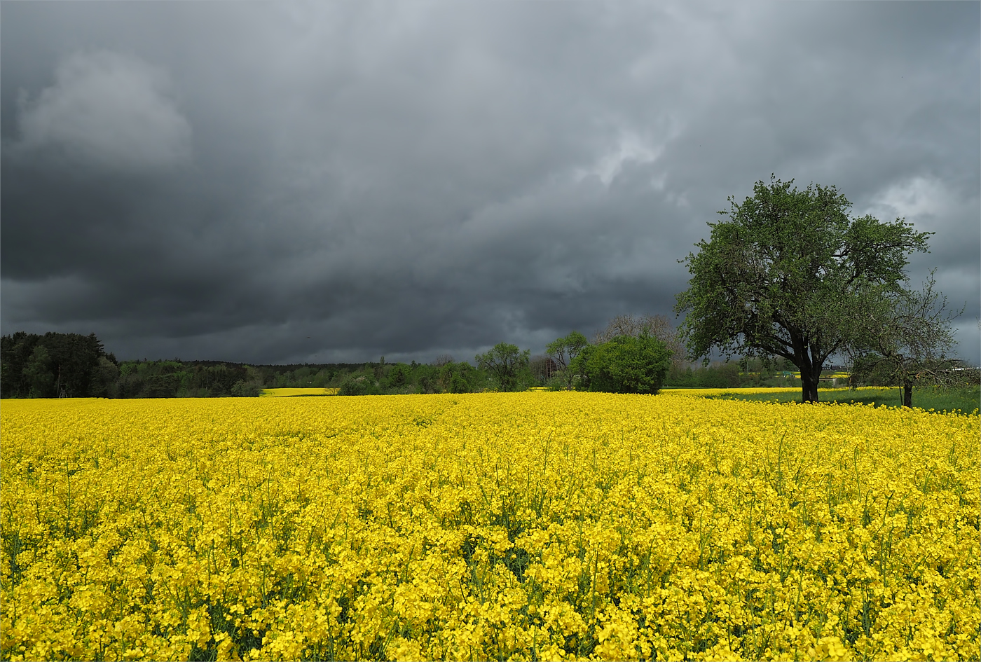Rapsfeld mit dunklen Wolken
