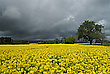 Rapsfeld mit dunklen Wolken