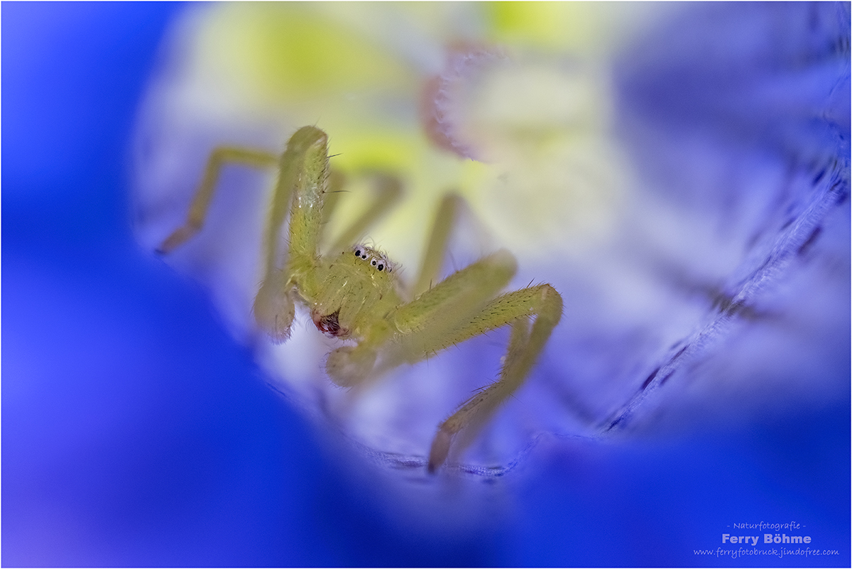 Jäger im Blau