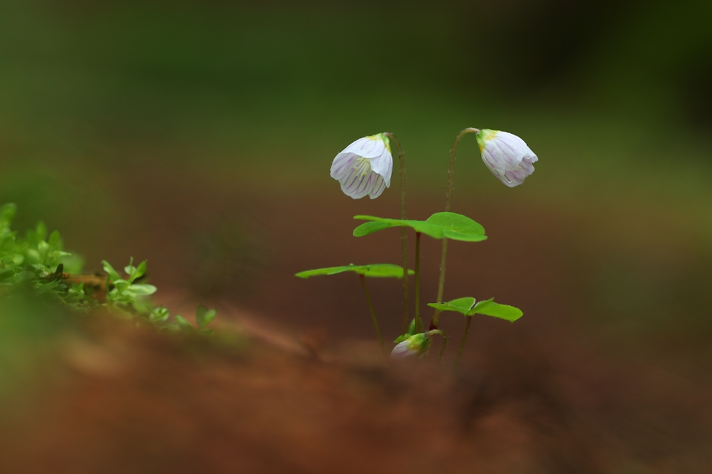 Oxalis acetosella