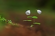 Oxalis acetosella