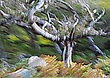 Geisterbaum und Baumgeister