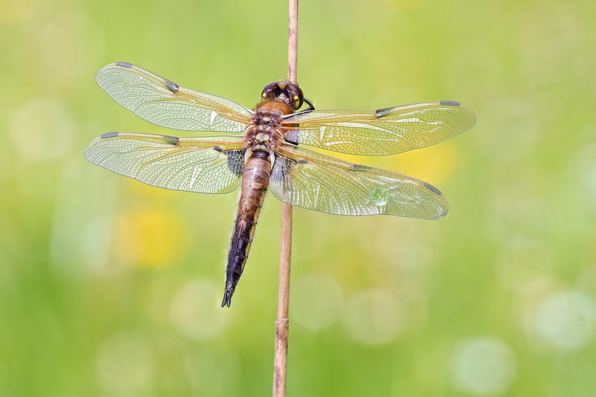 Vierfleck Libelle vor dem Jungfernflug