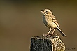 Brachpieper