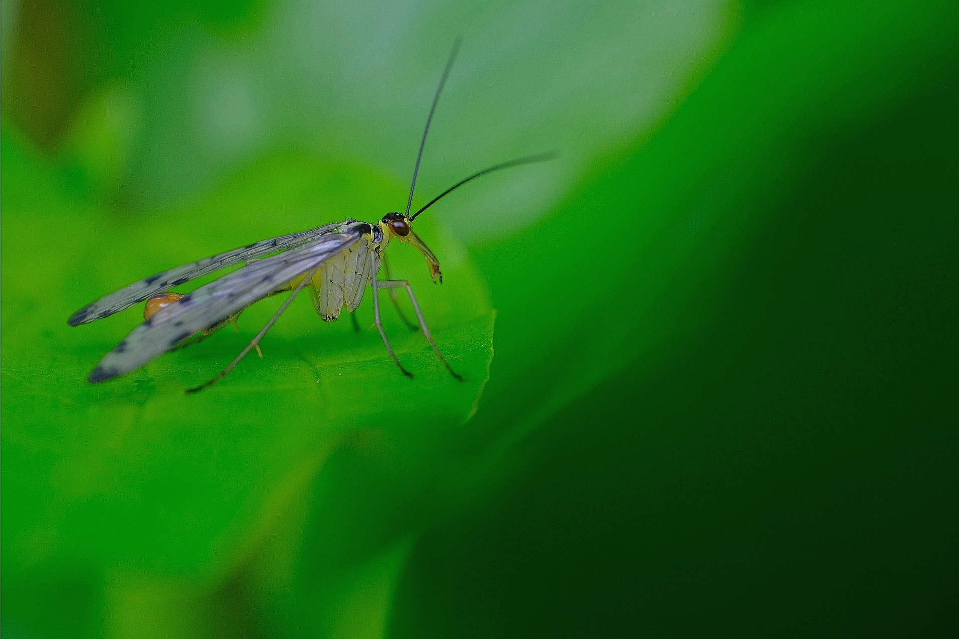 Schnabel Fliege
