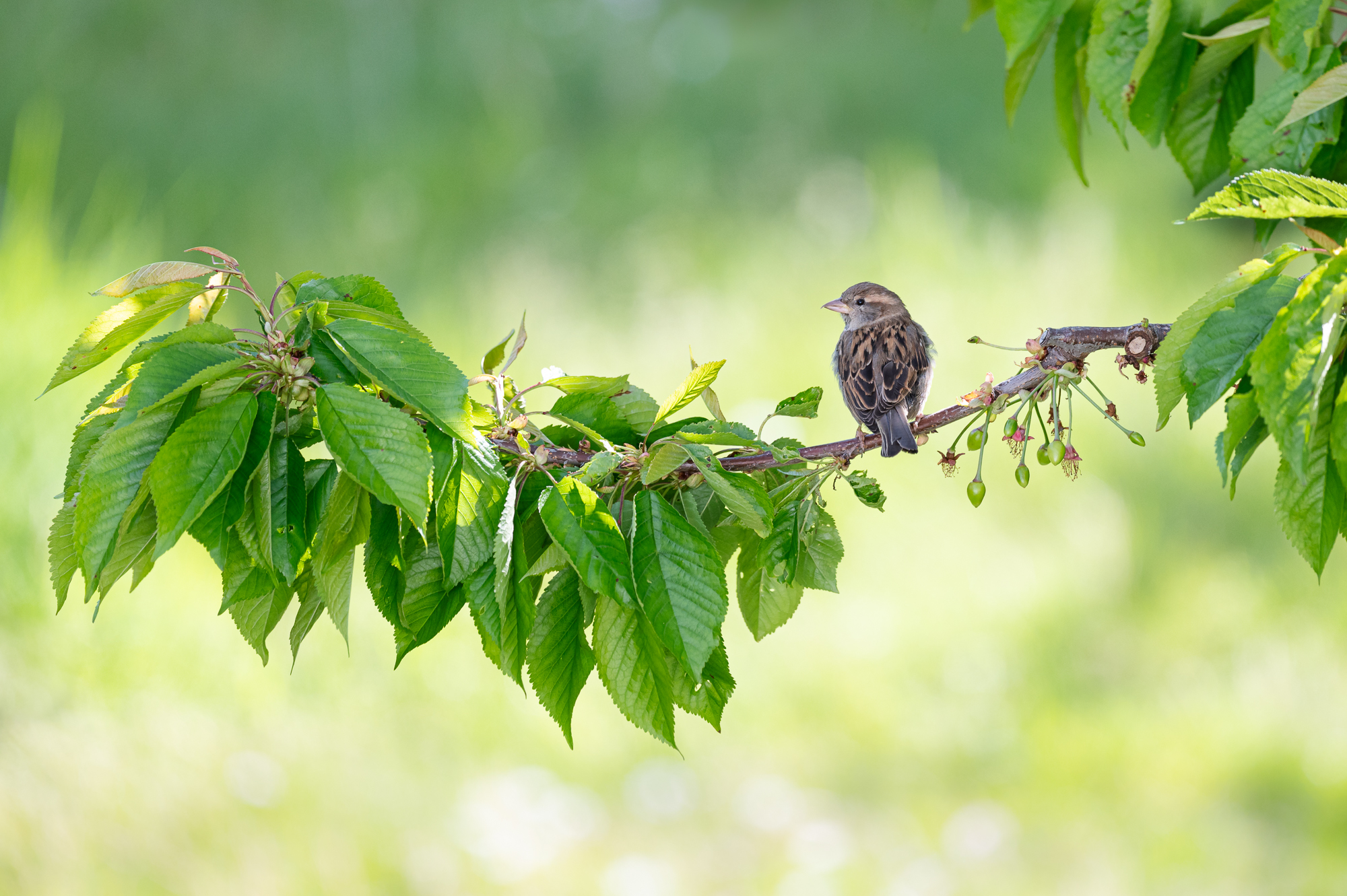 Nur ein Spatz