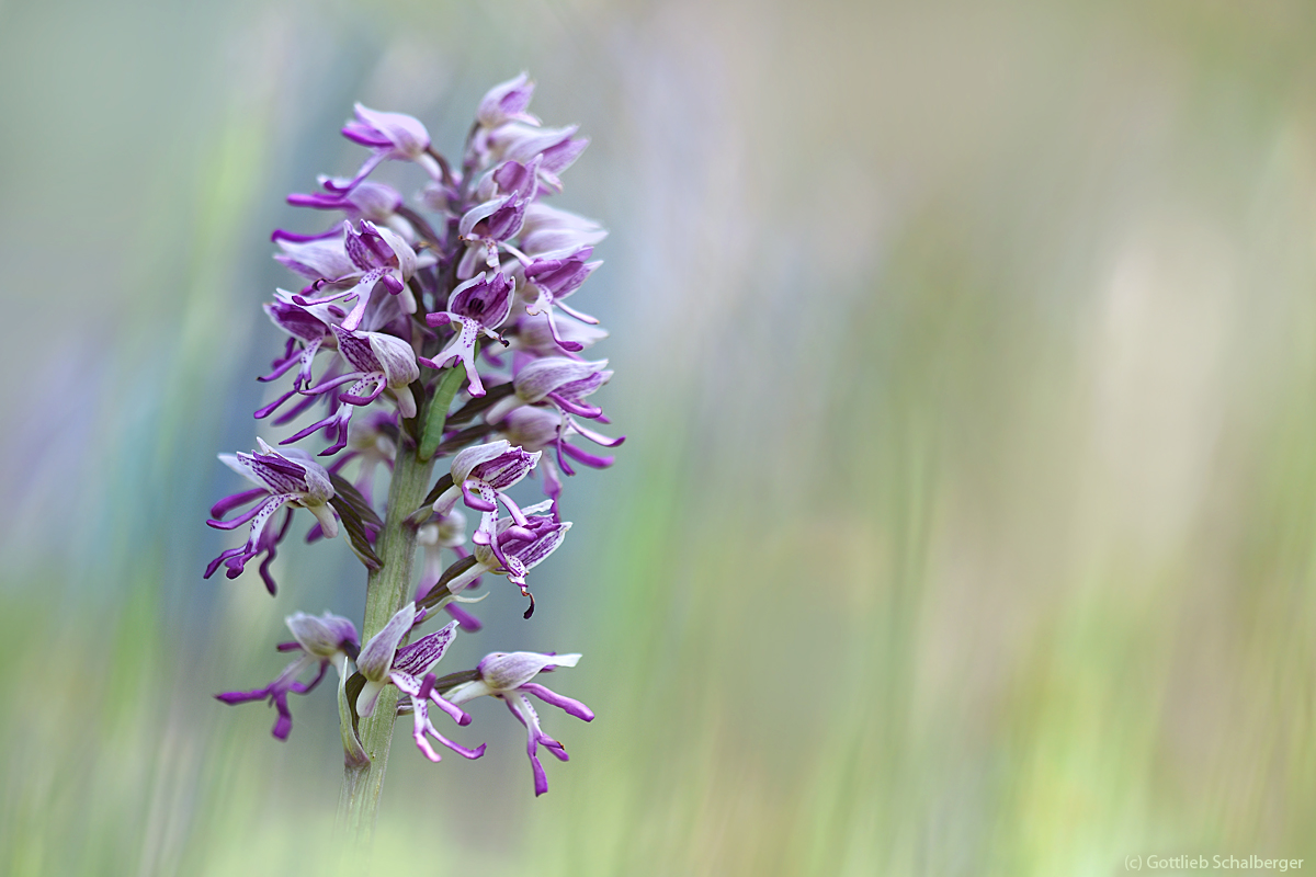 Orchis simia (?)