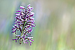 Orchis simia (?)