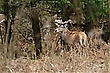 Auf einer Lichtung im Wald