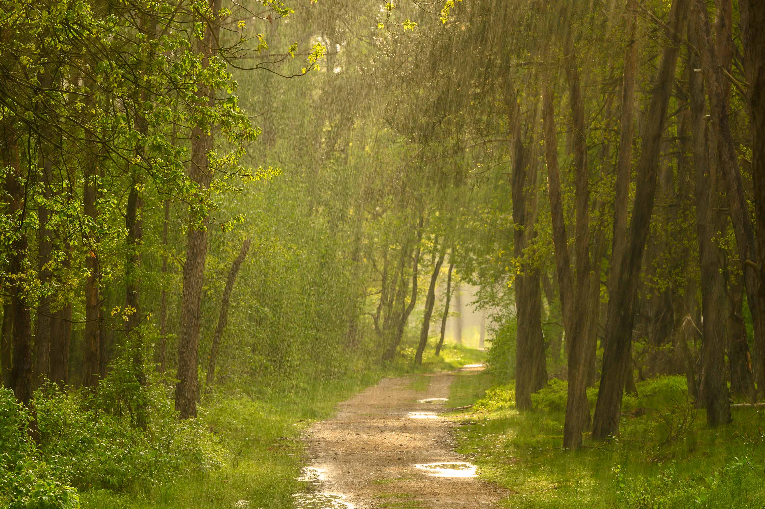 Regen.Wald