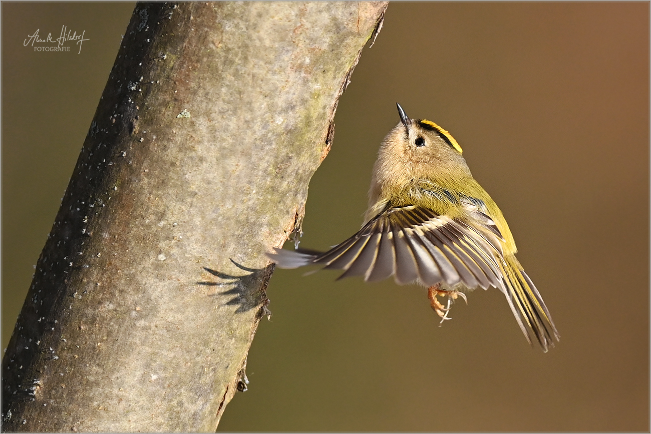 Wintergoldhähnchen