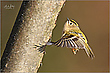 Wintergoldhähnchen