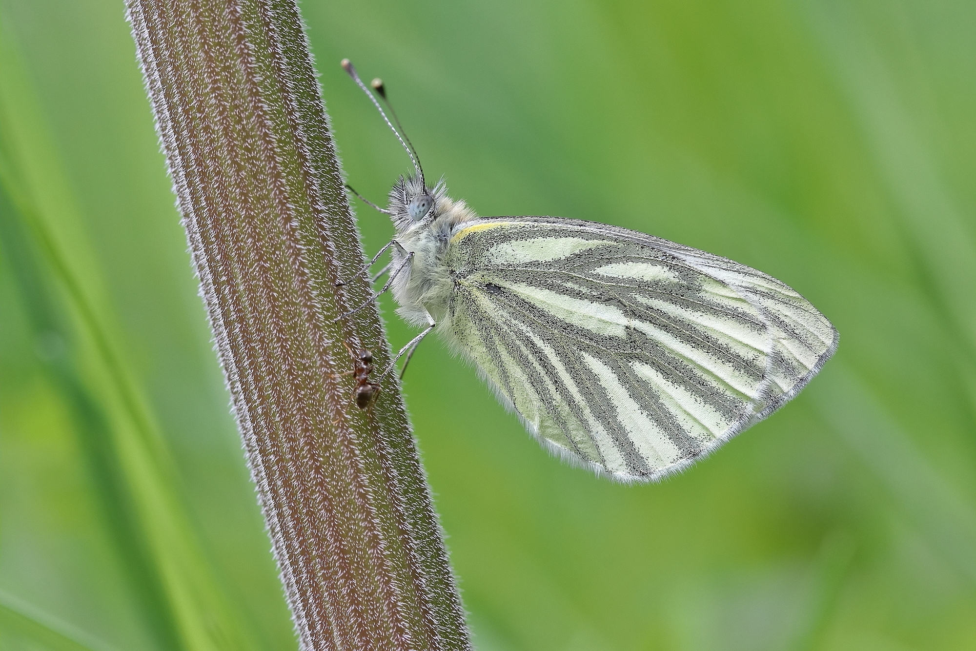Pieris Napi Forum F r Naturfotografen Pieris Napi Forum F r Naturfotografen