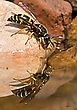 Faltenwespe