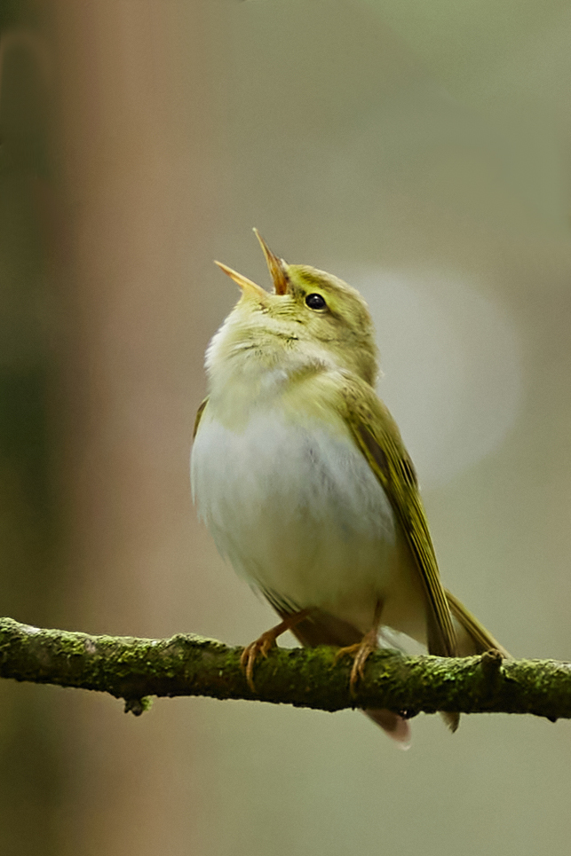 Waldlaubsänger (Phylloscopus sibilatrix)