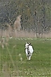 Allein auf der Wiese
