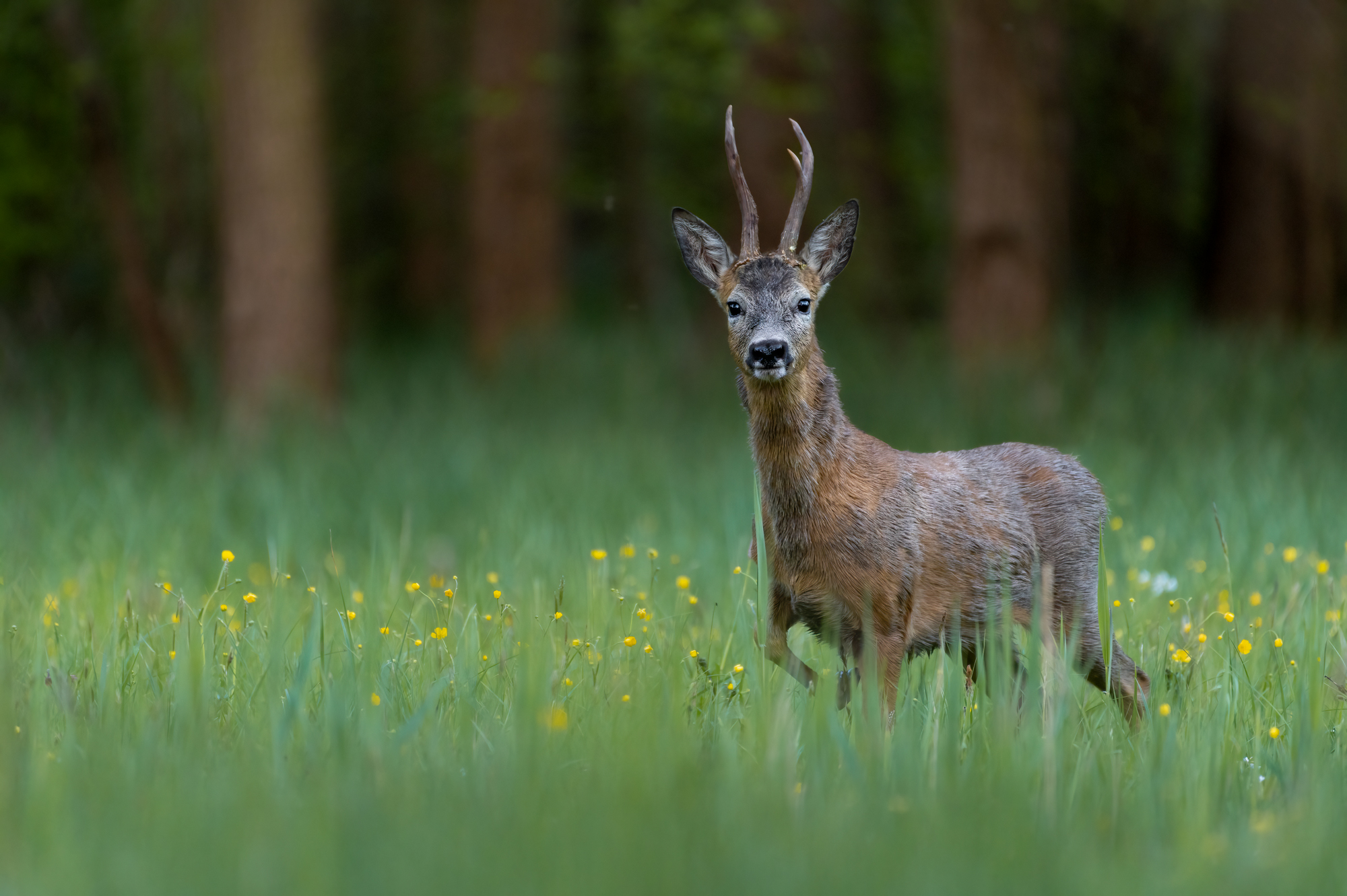 Rehbock in der Blumenwiese