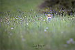 "Blumenwiese"