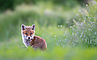 Jungfuchs