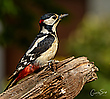 Buntspecht  dendrocopos major