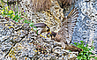 Futterübergabe bei den Wanderfalken
