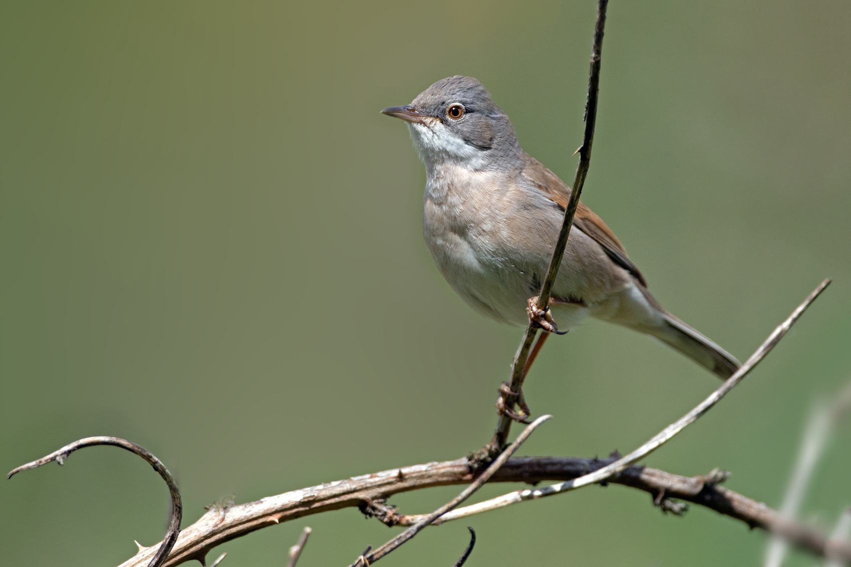 Dornenvogel