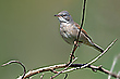 Dornenvogel