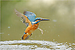 Eisvogel