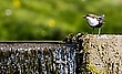 Wasseramsel (cinclus cinclus)