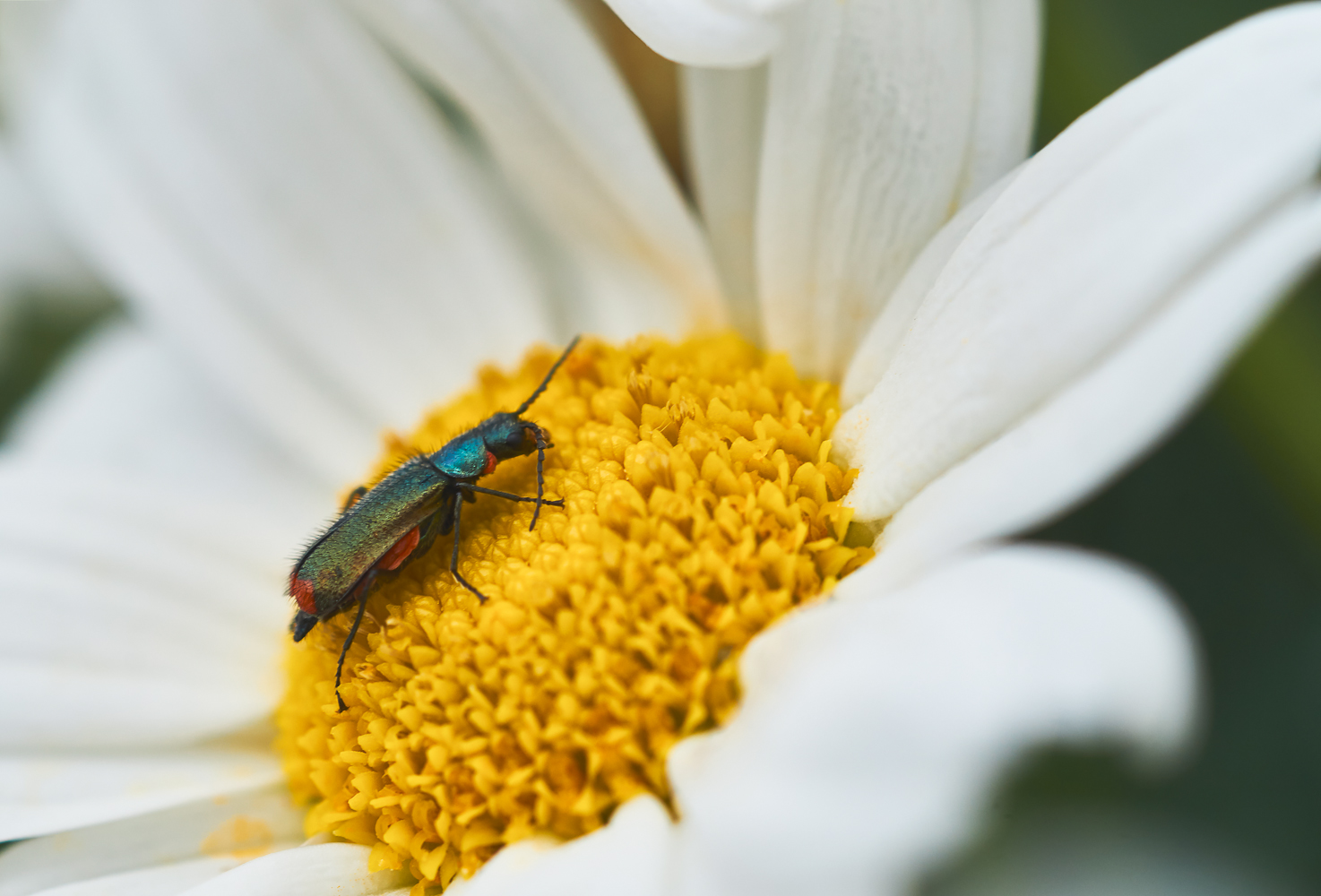 Malachius bipustulatus