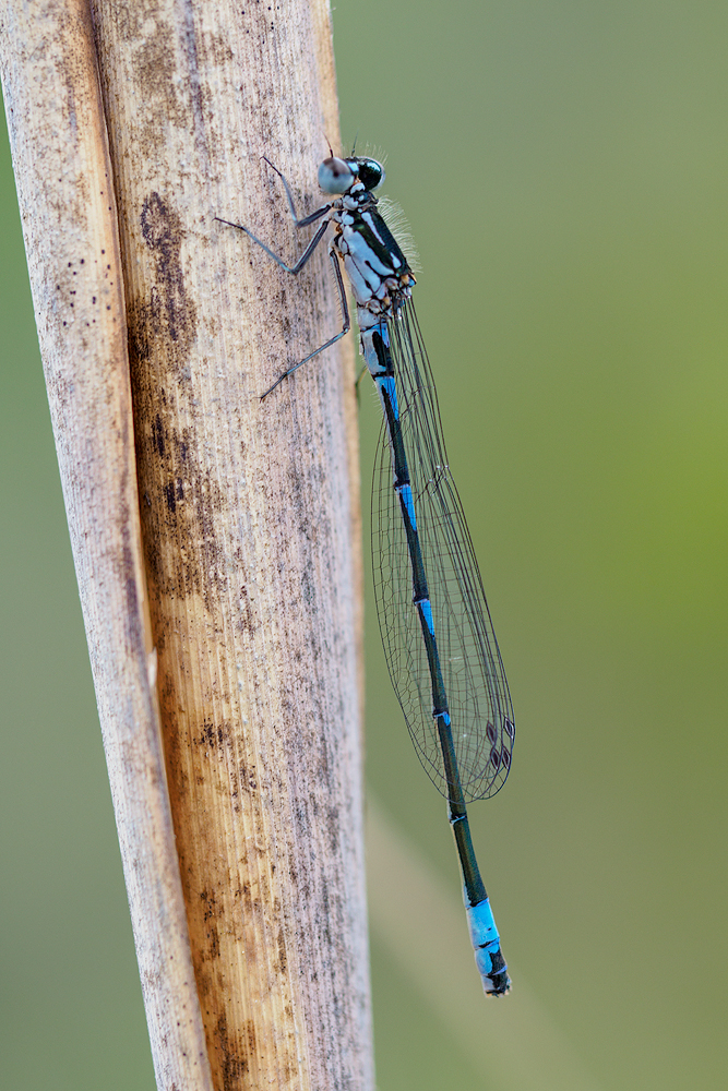 08/2021 (M) Fledermaus Azurjungfer