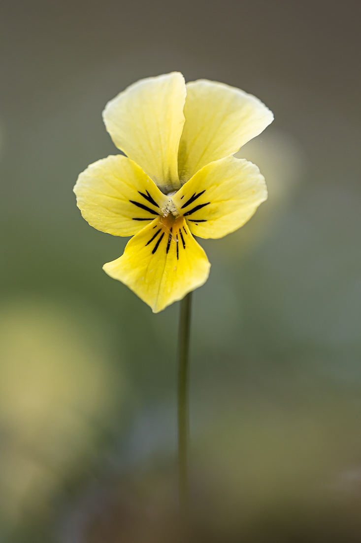 Viola calaminaria ...