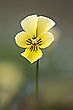 Viola calaminaria ...