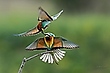 Bienenfresser