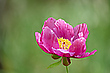 Wilde Pfingstrose