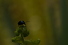 Acrobat