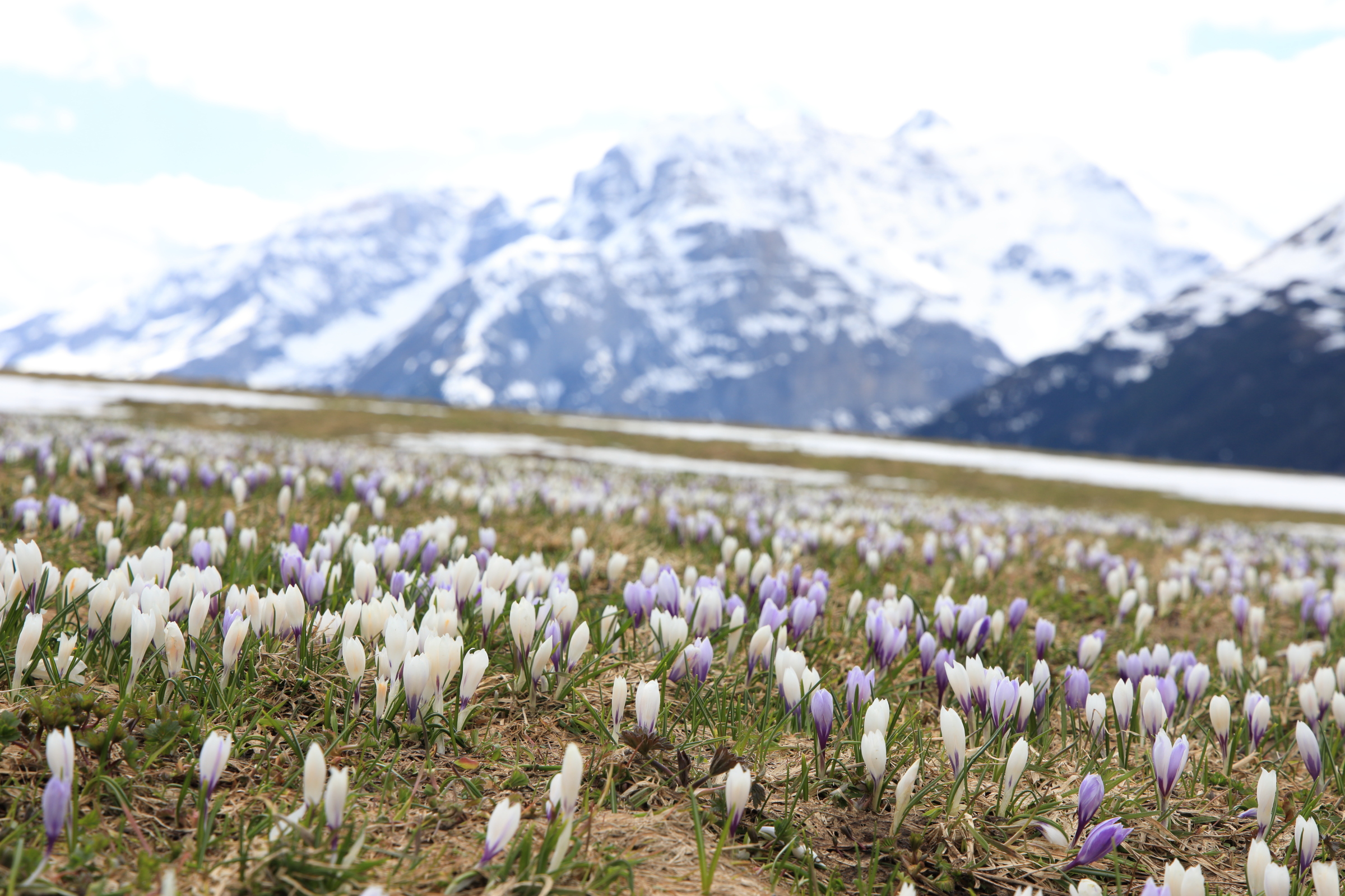 Bergfrühling IV