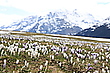 Bergfrühling IV