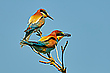 Fliegenfresser